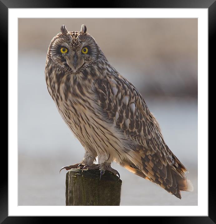 Short - Eared Owl. Framed Mounted Print by Don Davis