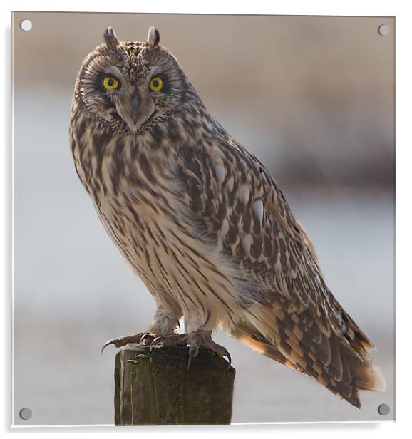 Short - Eared Owl. Acrylic by Don Davis