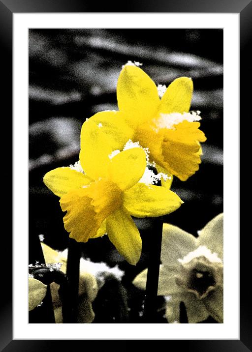 Daffodils in Snow Framed Mounted Print by Darren Burroughs