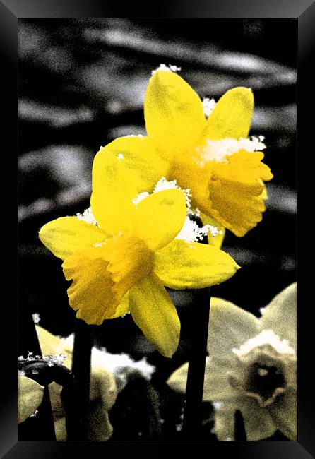 Daffodils in Snow Framed Print by Darren Burroughs