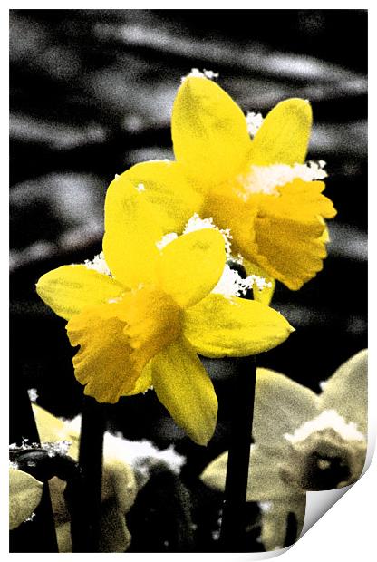 Daffodils in Snow Print by Darren Burroughs