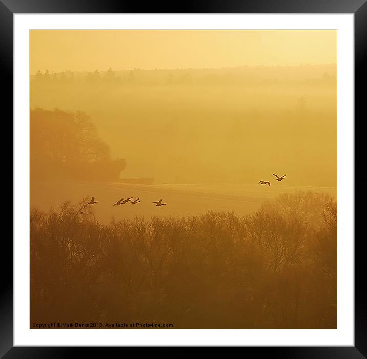Geese At Sunrise Framed Mounted Print by Mark  F Banks