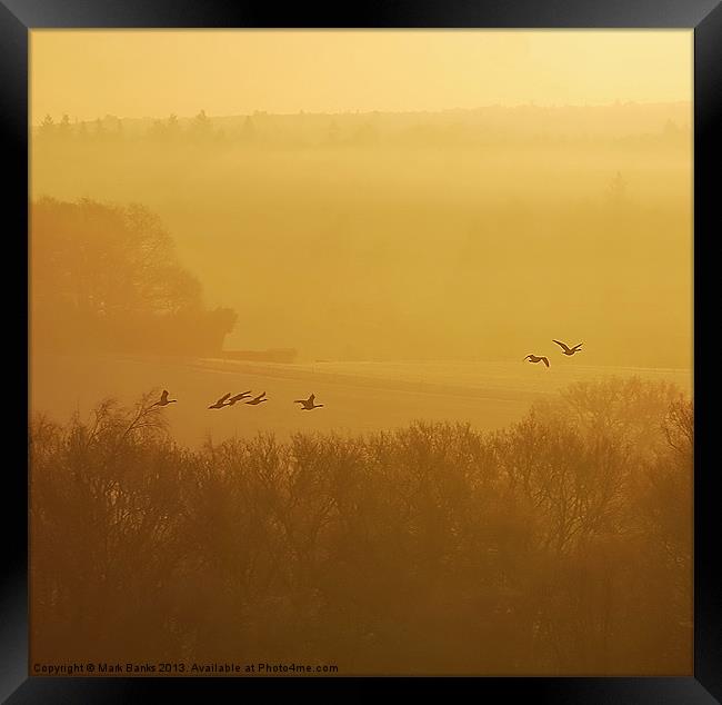 Geese At Sunrise Framed Print by Mark  F Banks
