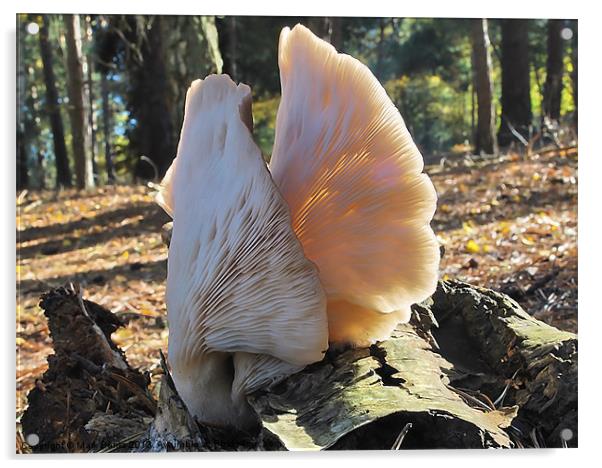 Pleurotus Ostreatus Acrylic by Mark  F Banks