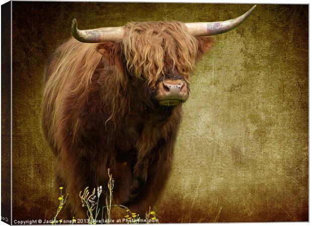 Highland Cow Canvas Print by Jackie Forrest