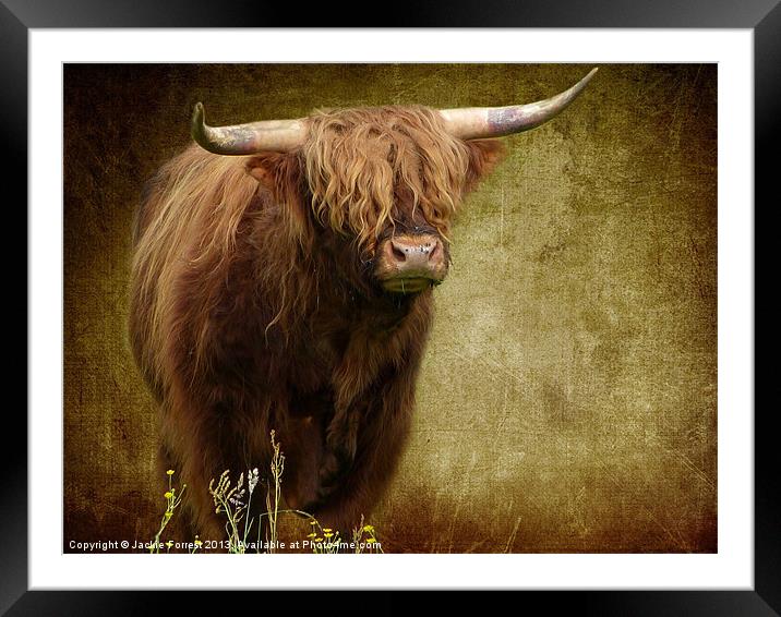 Highland Cow Framed Mounted Print by Jackie Forrest