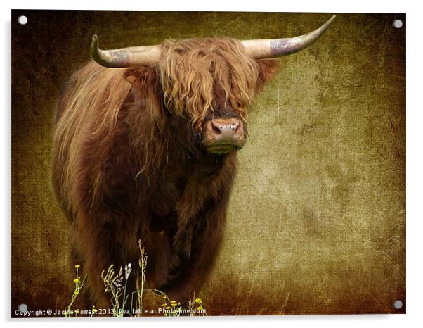 Highland Cow Acrylic by Jackie Forrest