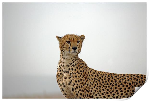 Cheetah in Serengeti. Print by Tony Murtagh