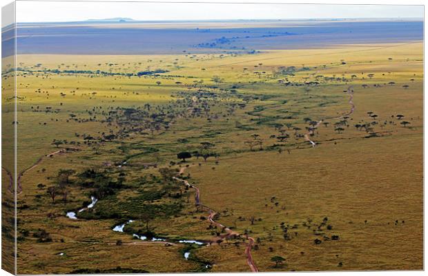 Serengeti Landscape Canvas Print by Tony Murtagh