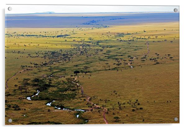 Serengeti Landscape Acrylic by Tony Murtagh