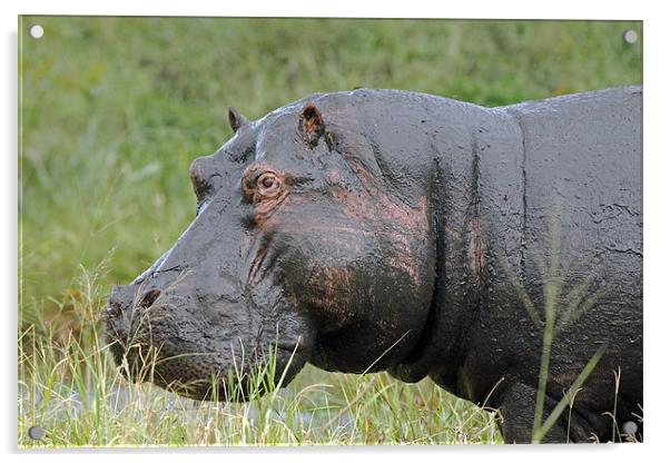 hippopotamus Acrylic by Tony Murtagh