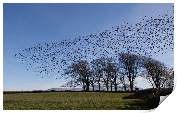 Starlings Print by Gail Johnson