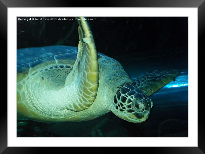 Green Sea Turtle Framed Mounted Print by Janet Tate