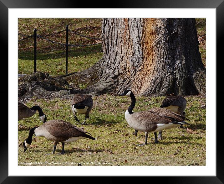 Wild Canada Geese Framed Mounted Print by Malcolm Snook