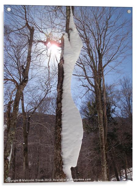 Wind And Snow Sculpted Tree Acrylic by Malcolm Snook