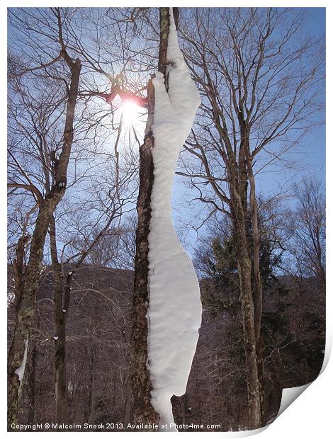 Wind And Snow Sculpted Tree Print by Malcolm Snook