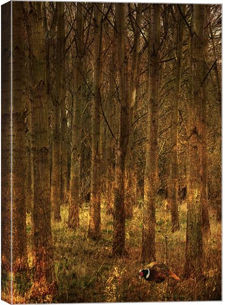 Pheasant in woodland Canvas Print by Dawn Cox