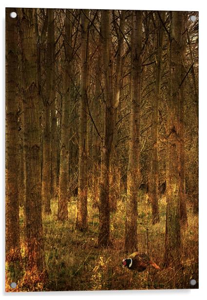 Pheasant in woodland Acrylic by Dawn Cox