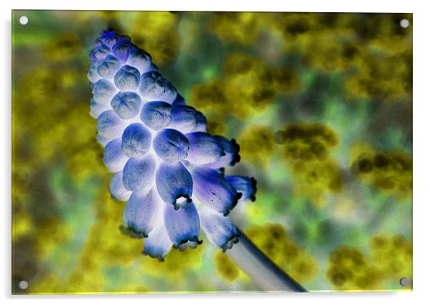 grape hyacinth inversion Acrylic by Heather Newton
