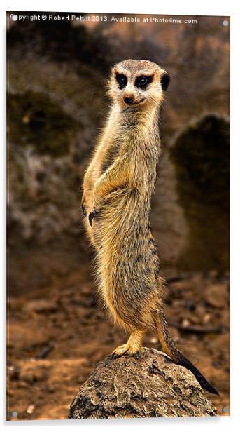The Meerkat Acrylic by Robert Pettitt