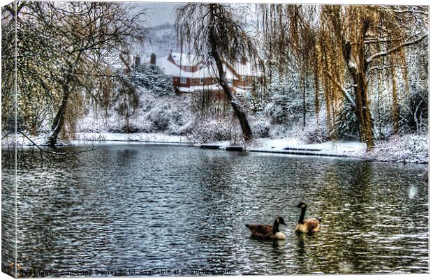 Winter on the pond Canvas Print by Catherine Davies