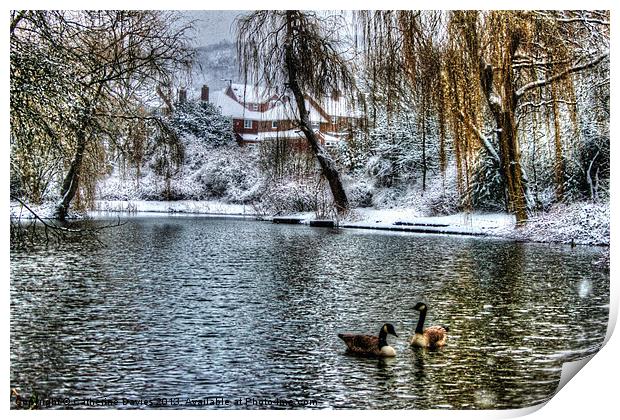 Winter on the pond Print by Catherine Davies