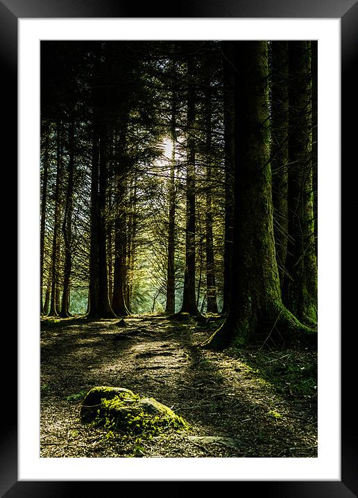 Kielder Forest Trail Framed Mounted Print by John Shahabeddin