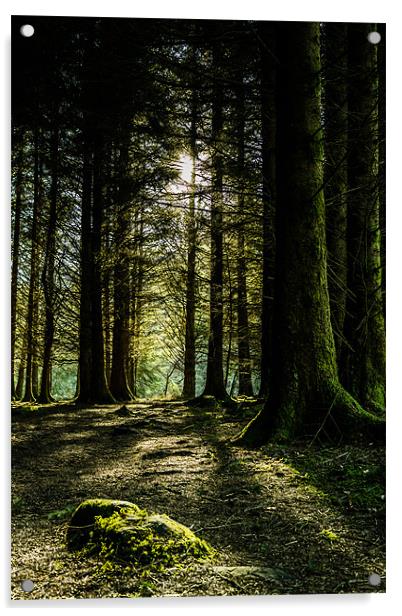 Kielder Forest Trail Acrylic by John Shahabeddin