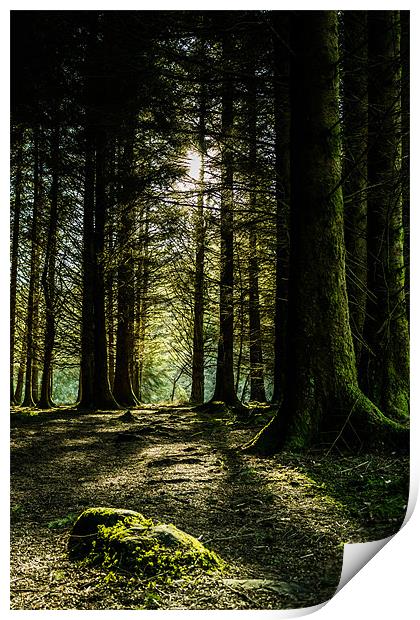 Kielder Forest Trail Print by John Shahabeddin