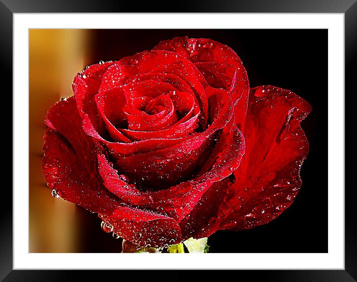 934-red rose Framed Mounted Print by elvira ladocki