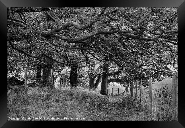Under The Trees BW Framed Print by Julie Coe