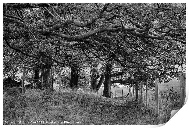 Under The Trees BW Print by Julie Coe