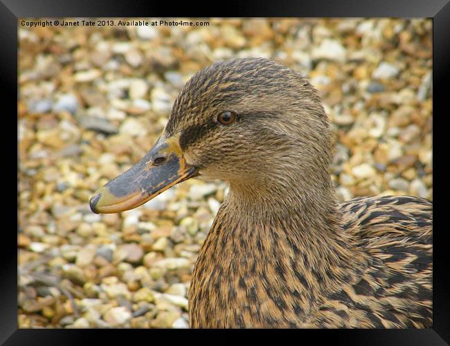 Camouflage! Framed Print by Janet Tate