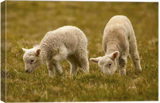Lambing Season Canvas Print by Simon West