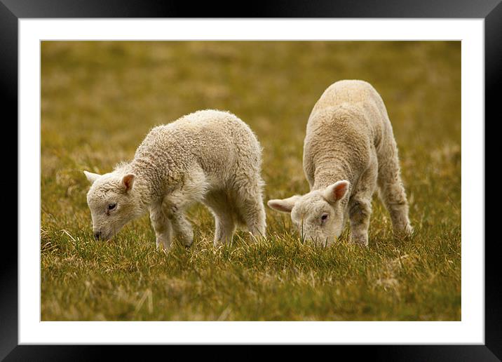 Lambing Season Framed Mounted Print by Simon West