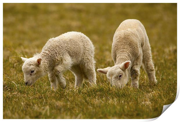 Lambing Season Print by Simon West