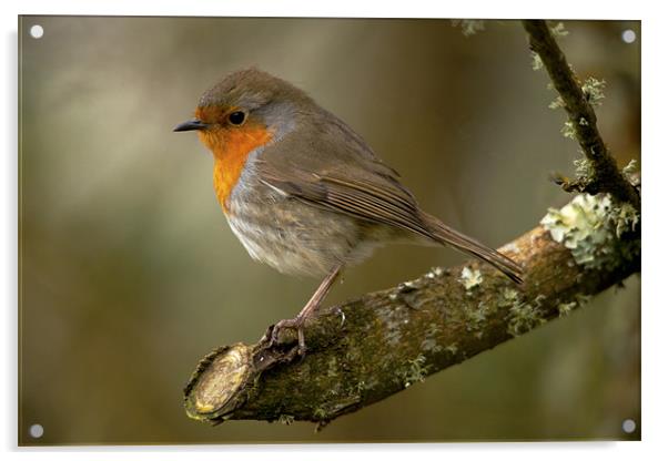 Robin Red Breast Acrylic by Simon West