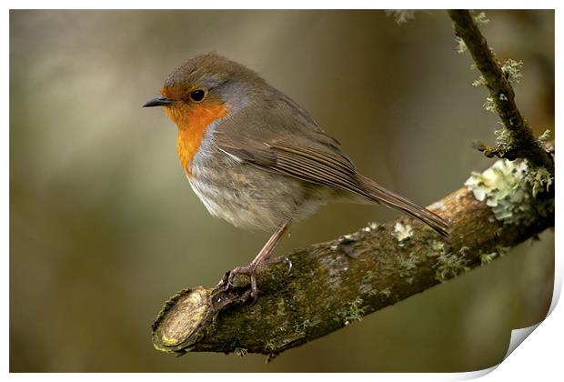 Robin Red Breast Print by Simon West