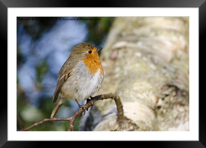 Robin Framed Mounted Print by Mary Fletcher