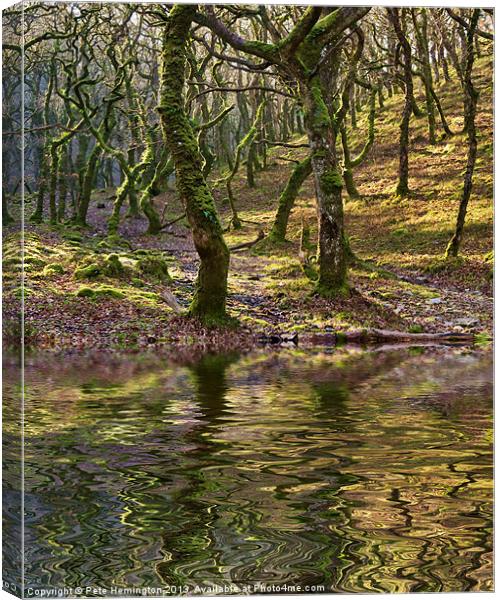 Badgeworthy woods Canvas Print by Pete Hemington