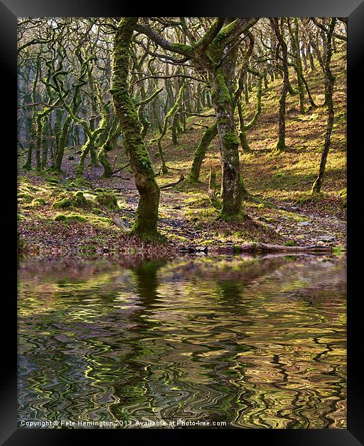 Badgeworthy woods Framed Print by Pete Hemington