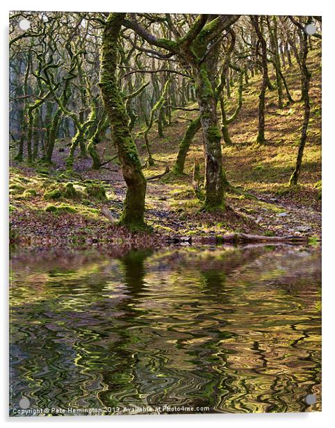 Badgeworthy woods Acrylic by Pete Hemington