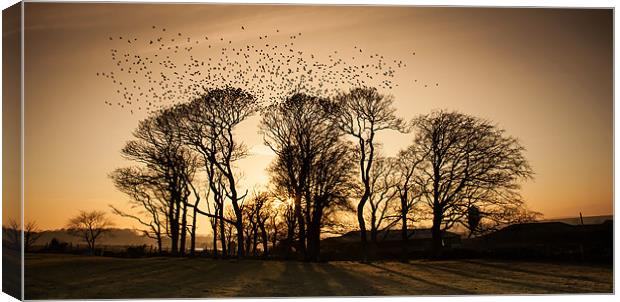 starlings Canvas Print by Gail Johnson