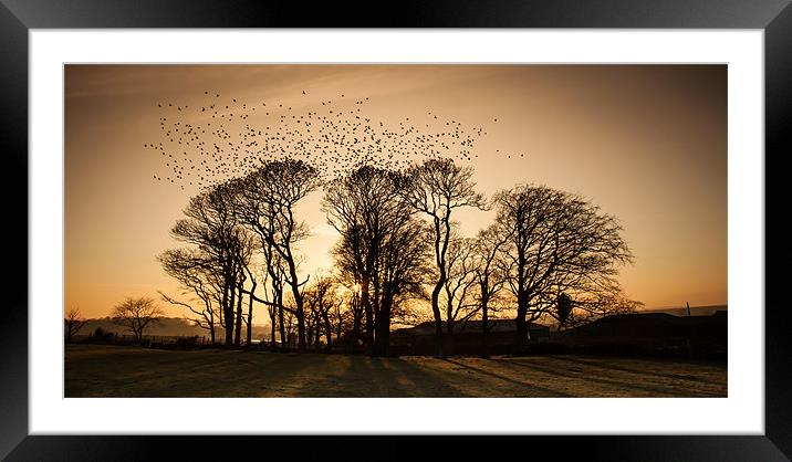 starlings Framed Mounted Print by Gail Johnson