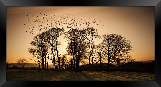 starlings Framed Print by Gail Johnson