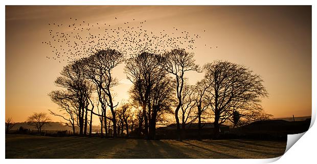 starlings Print by Gail Johnson