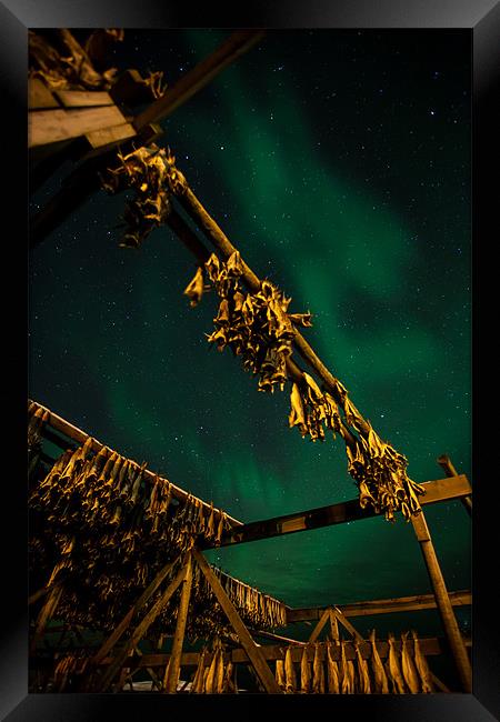 Northern Lights and dry fish Framed Print by Thomas Schaeffer
