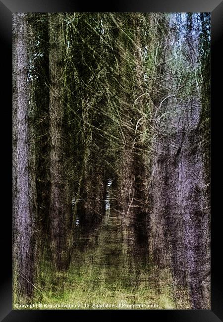 Into the Enchanted Forest Framed Print by Roy Scrivener