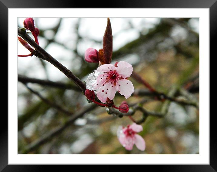 Cherry blossom in bloom Framed Mounted Print by Sandra Beale