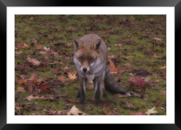 Park Fox Framed Mounted Print by Dean Messenger